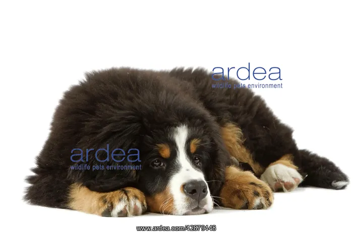 : Bernese Mountain Dog - puppy. Also known as Berner : Bernese Mountain Dog - puppy. Also known as Berner
