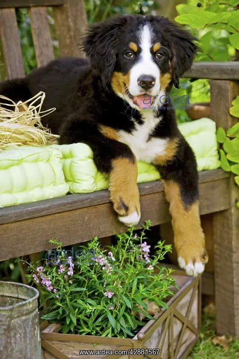 : Bernese Mountain Dog - puppy lying on garden bench : Bernese Mountain Dog - puppy lying on garden bench