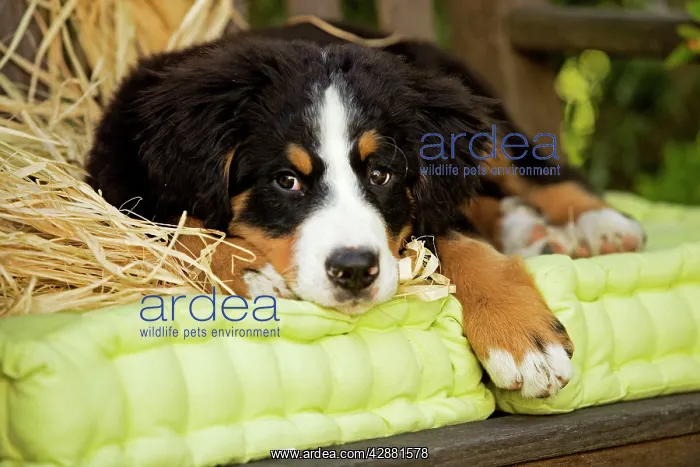 : Bernese Mountain Dog - puppy lying on garden bench : Bernese Mountain Dog - puppy lying on garden bench