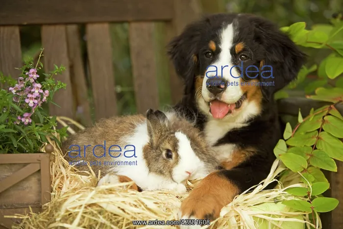 : Bernese Mountain Dog - puppy lying on garden bench : Bernese Mountain Dog - puppy lying on garden bench