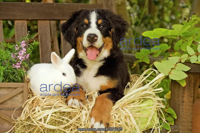 : Bernese Mountain Dog - puppy lying on garden bench : Bernese Mountain Dog - puppy lying on garden bench