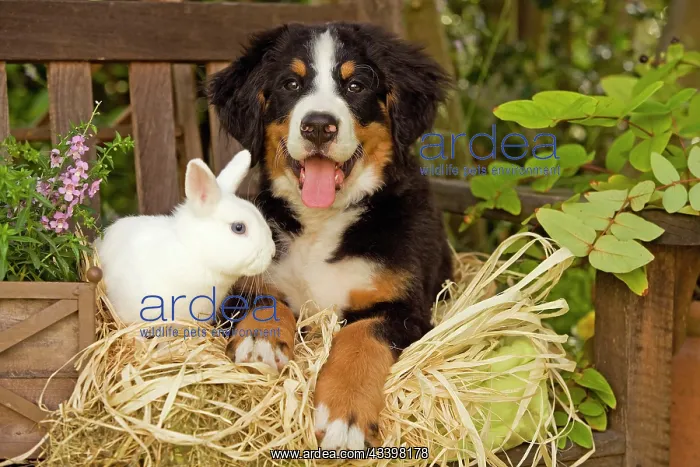 : Bernese Mountain Dog - puppy lying on garden bench : Bernese Mountain Dog - puppy lying on garden bench