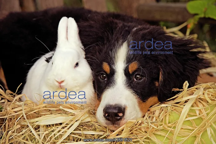 : Bernese Mountain Dog - puppy lying next to rabbit : Bernese Mountain Dog - puppy lying next to rabbit