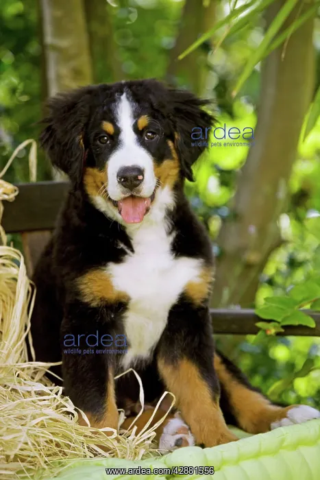 : Bernese Mountain Dog - puppy sitting. Also known : Bernese Mountain Dog - puppy sitting. Also known
