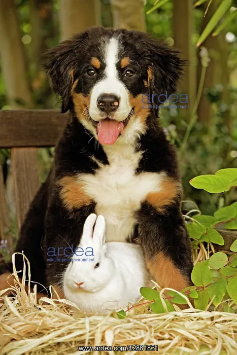 : Bernese Mountain Dog - puppy sitting next to rabbit : Bernese Mountain Dog - puppy sitting next to rabbit