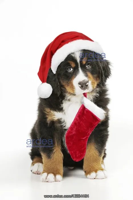 : Bernese Mountain Dog puppy sitting wearing Christmas : Bernese Mountain Dog puppy sitting wearing Christmas