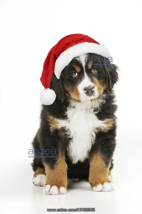 : Bernese Mountain Dog puppy sitting wearing Christmas hat : Bernese Mountain Dog puppy sitting wearing Christmas hat