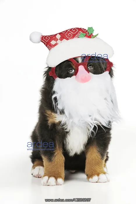 : Bernese Mountain Dog puppy sitting wearing Father : Bernese Mountain Dog puppy sitting wearing Father