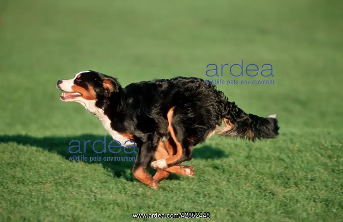  : Bernese Mountain Dog running in garden
