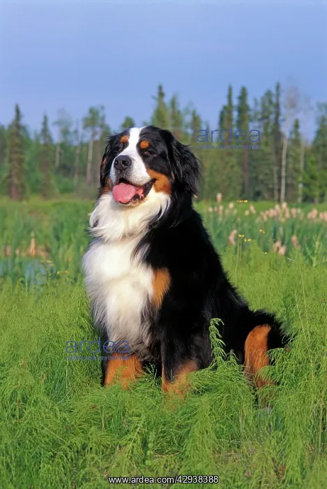 : Bernese Mountain Dog sitting in field, portrait : Bernese Mountain Dog sitting in field, portrait