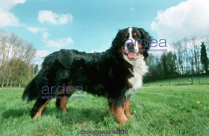 : Bernese Mountain Dog, standing, side view in meadow : Bernese Mountain Dog, standing, side view in meadow