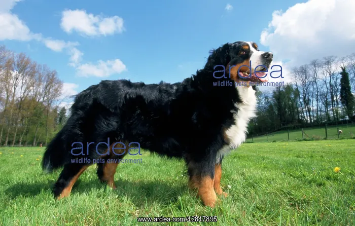: BERNESE MOUNTAIN DOG - STANDS : BERNESE MOUNTAIN DOG - STANDS