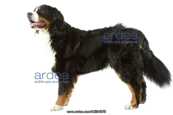  : Bernese Mountain Dog - in studio