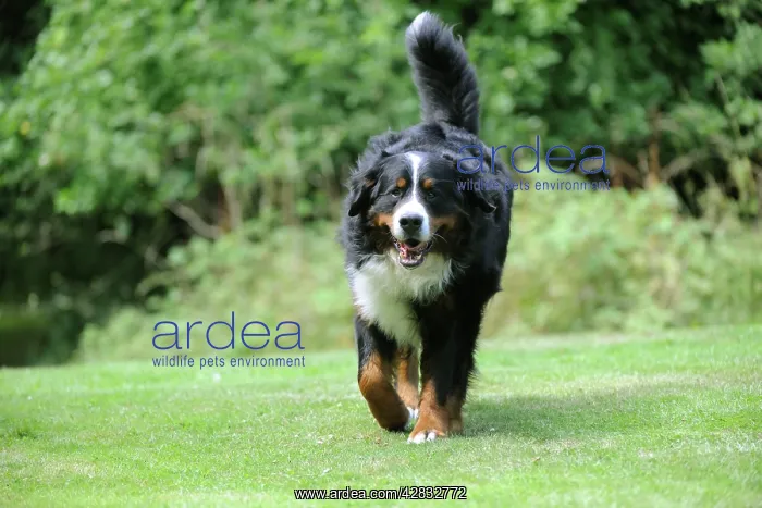 : Bernese Mountain Dog - walking on grass : Bernese Mountain Dog - walking on grass