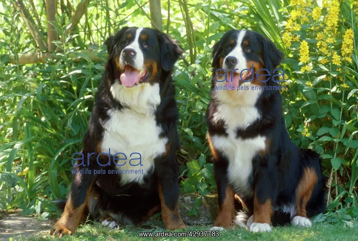 : TWO BERNESE MOUNTAIN DOGS : TWO BERNESE MOUNTAIN DOGS