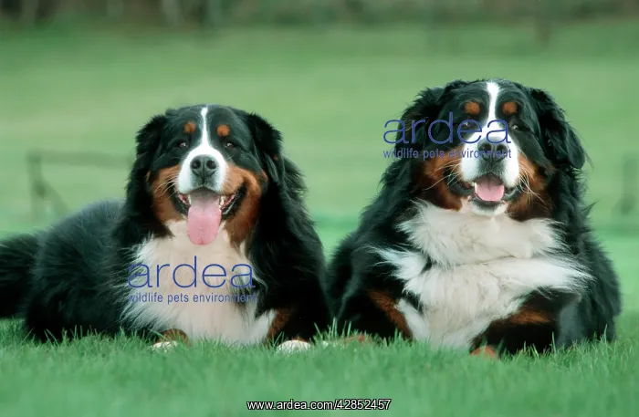  : Bernese Mountain Dogs - Pair lying in garden