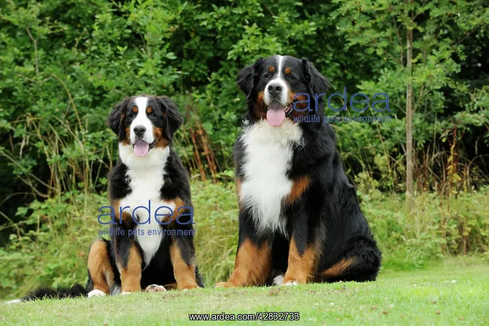 : Bernese Mountain Dogs - sitting on grass : Bernese Mountain Dogs - sitting on grass