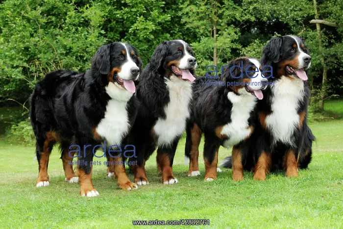 : Bernese Mountain Dogs - standing on grass : Bernese Mountain Dogs - standing on grass