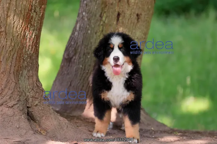 : Bernese mountain domestic dog (Canis lupus familiaris) : Bernese mountain domestic dog (Canis lupus familiaris)