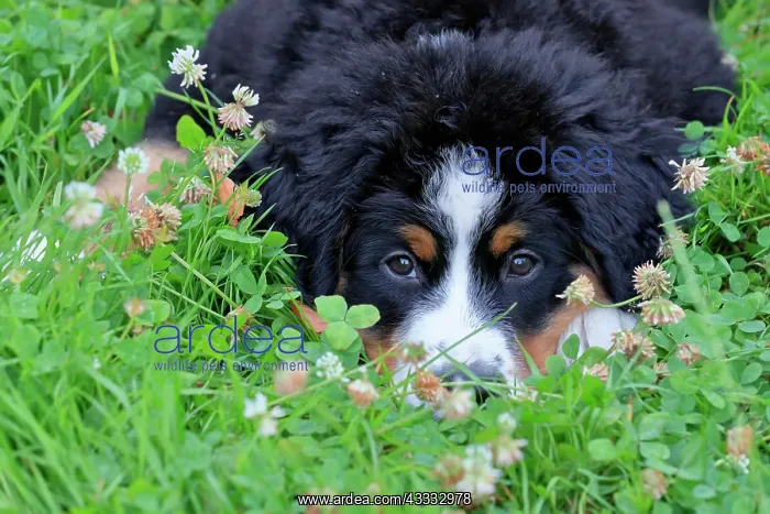 : Bernese Mountain domestic dog (Canis lupus familiaris) : Bernese Mountain domestic dog (Canis lupus familiaris)