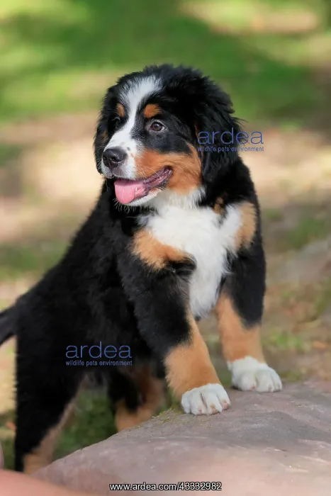 : Bernese mountain domestic dog (Canis lupus familiaris) : Bernese mountain domestic dog (Canis lupus familiaris)