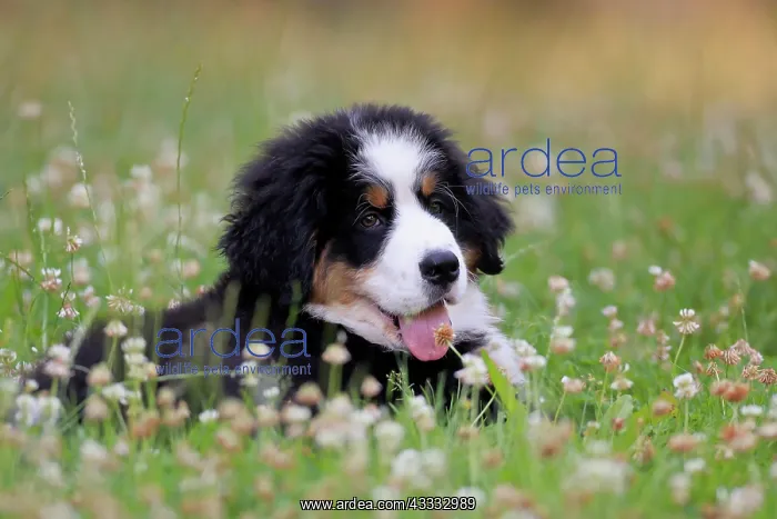 : Bernese Mountain domestic dog (Canis lupus familiaris) : Bernese Mountain domestic dog (Canis lupus familiaris)
