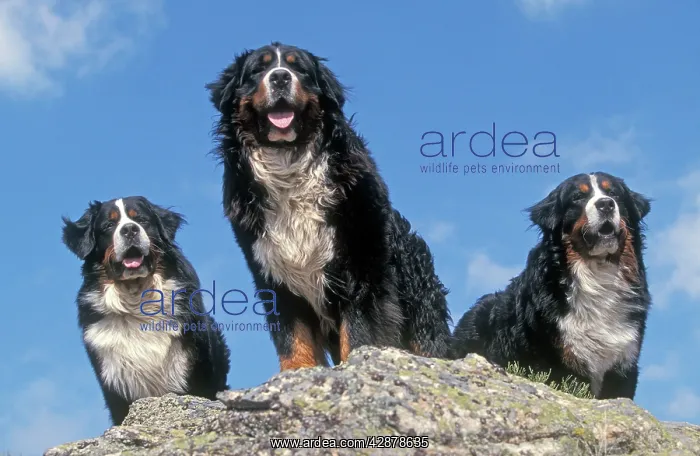 : Bernese Mountains Dogs - 3 together standing on rock : Bernese Mountains Dogs - 3 together standing on rock