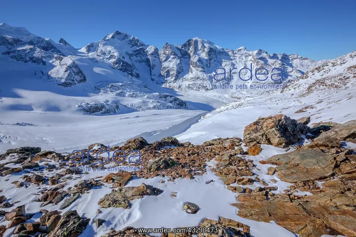 : Bernina Group - by snow covered prominent mountain range of : Bernina Group - by snow covered prominent mountain range of