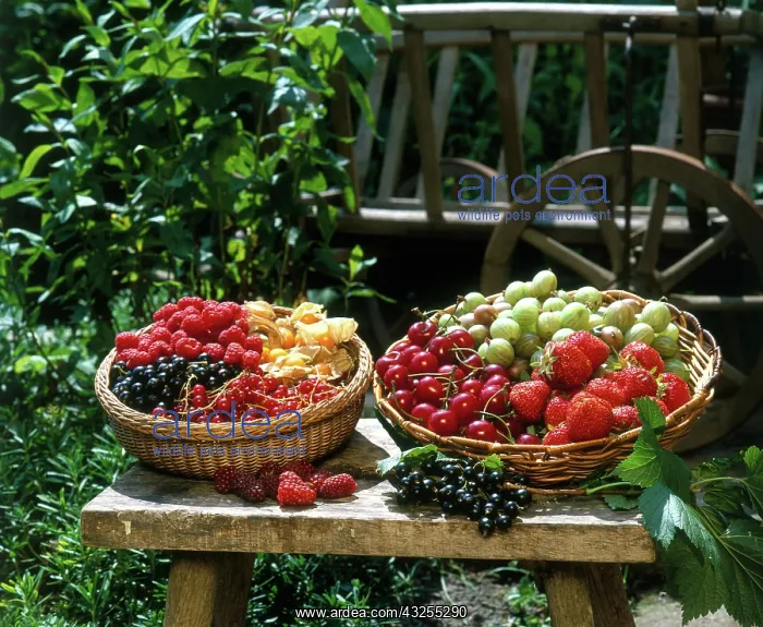 : Berries in baskets : Berries in baskets