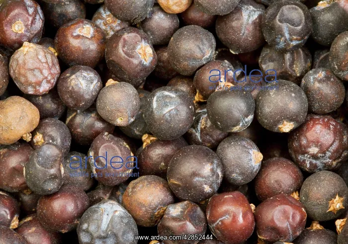 : Berries of Common Juniper - used as flavour in gin, cooking : Berries of Common Juniper - used as flavour in gin, cooking