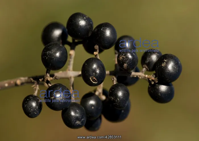 : Berries of common privet : Berries of common privet