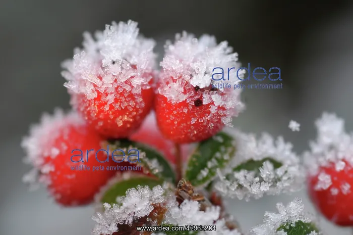 : Berries of cotoneaster : Berries of cotoneaster