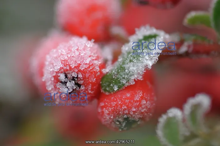 : Berries of cotoneaster : Berries of cotoneaster