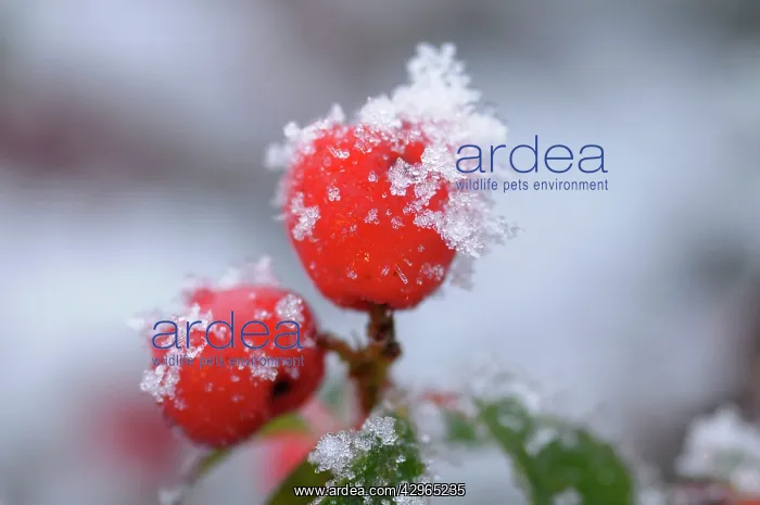: berries of cotoneaster - with frost : berries of cotoneaster - with frost