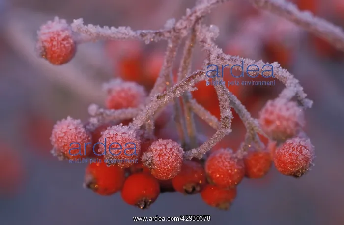  : Berries - covered in frost