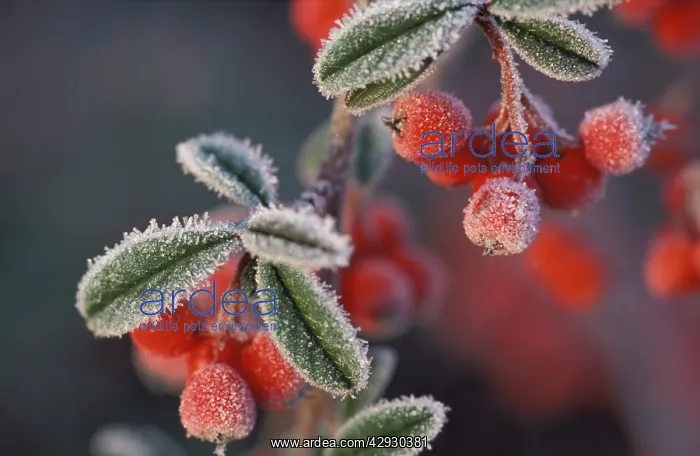  : Berries - covered in frost