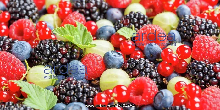 : Berries Fruits Berry Fruit Like Strawberries Strawberry : Berries Fruits Berry Fruit Like Strawberries Strawberry