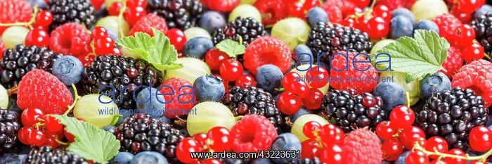 : Berries Fruits Berry Fruit Like Strawberries Strawberry : Berries Fruits Berry Fruit Like Strawberries Strawberry