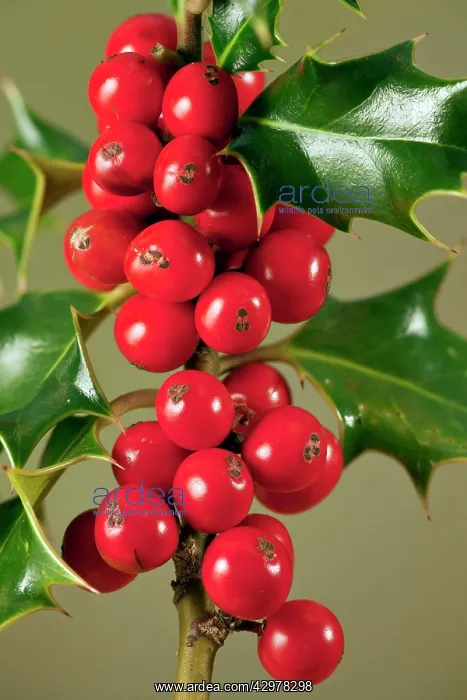 : Berries of Holly - in autumn : Berries of Holly - in autumn