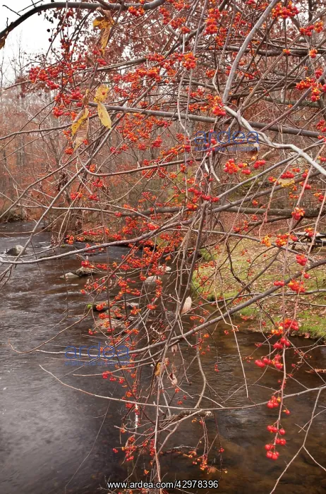 : Berries of Oriental Staff Vine : Berries of Oriental Staff Vine