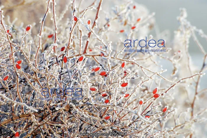 : Berries / Rose hips - Wild Rose in hedge, covered in frost : Berries / Rose hips - Wild Rose in hedge, covered in frost