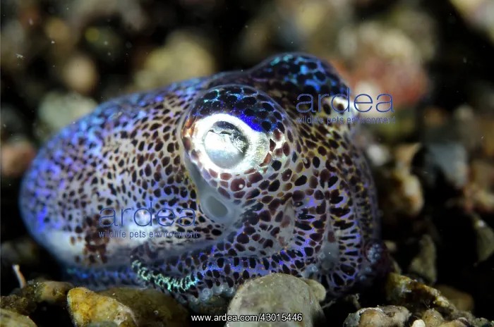 : Berry's Bobtail Squid : Berry's Bobtail Squid