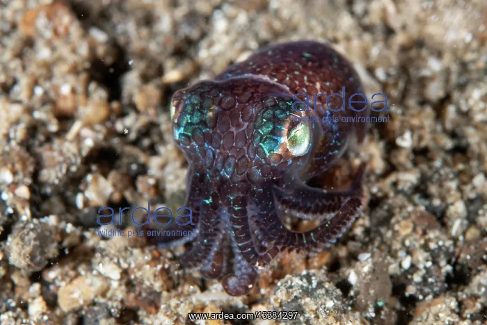: Berry's Bobtail Squid : Berry's Bobtail Squid