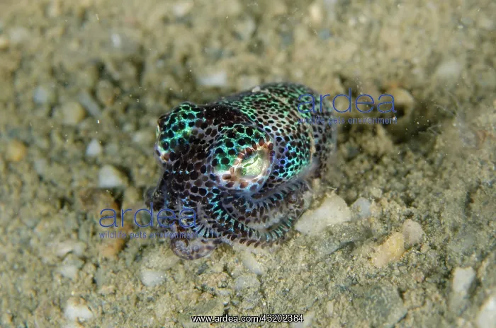 : Berrys Bobtail Squid - night dive - La Casa dive : Berrys Bobtail Squid - night dive - La Casa dive