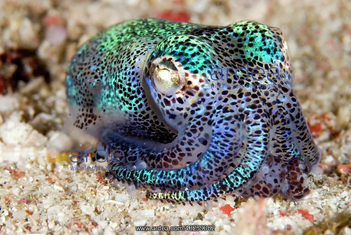 : Berry's Bobtail Squid on sand : Berry's Bobtail Squid on sand