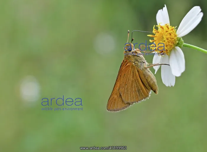 : Berry's Skipper : Berry's Skipper