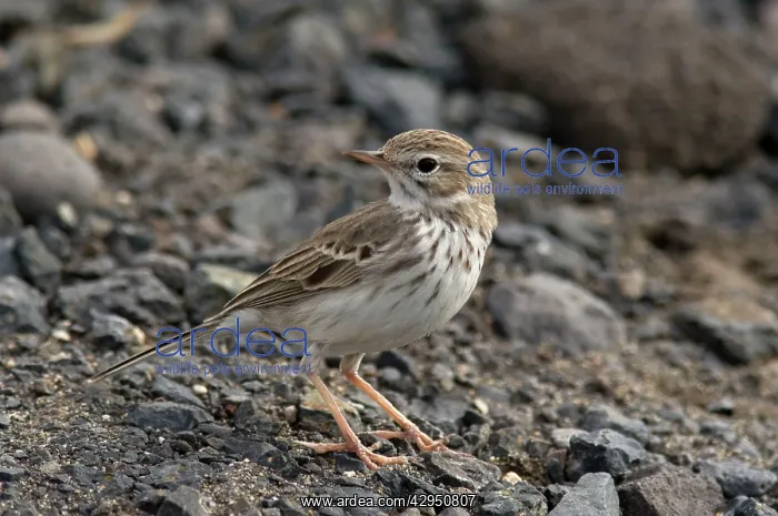: Berthelot's Pipit : Berthelot's Pipit