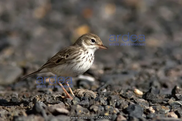 : Berthelot's Pipit : Berthelot's Pipit