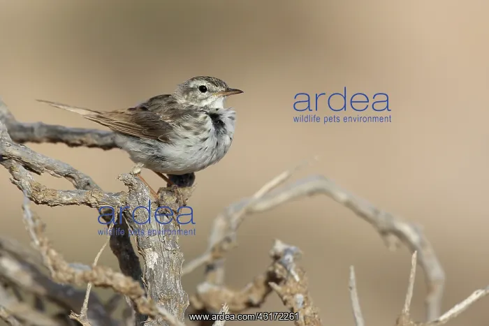 : Berthelot's Pipit : Berthelot's Pipit