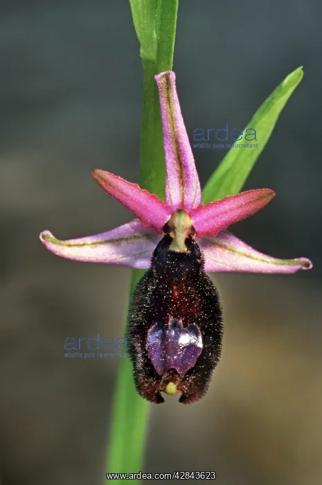 : Bertoloni's Bee orchid : Bertoloni's Bee orchid